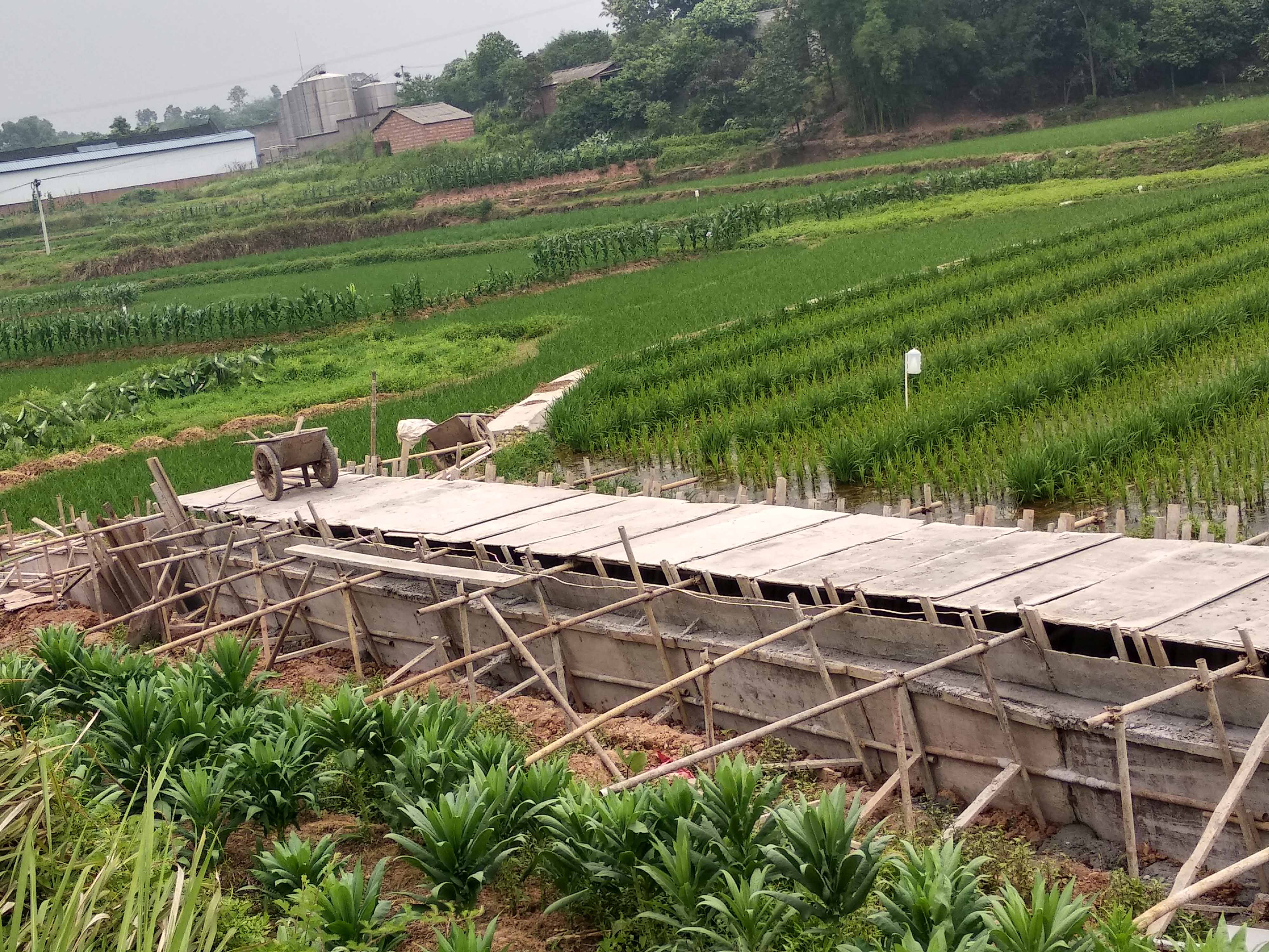 瀘縣雜交水稻制種基地建設項目